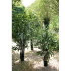 Bambus mit schwarzen Stielen