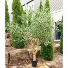 Olivenbaum 250cm**