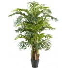 Arecapalme x5, 24 Wedel 150cm, im Kunststofftopf 20x17cm