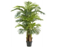 Arecapalme x5, 24 Wedel 150cm, im Kunststofftopf 20x17cm
