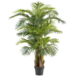 Arecapalme x5, 24 Wedel 150cm, im Kunststofftopf 20x17cm