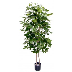  Schefflera (Fingerbaum) mit 3 Holzstämmen & 705 Blättern, H. 120 cm