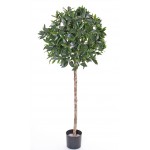 Lorbeerbaum Kugel**