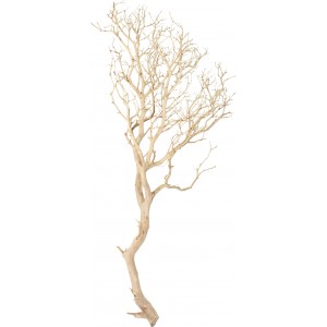 Manzanita, sandgestrahlt, verzweigt, 150-175 cm