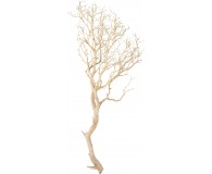 Manzanita, sandgestrahlt, verzweigt, 180-200 cm