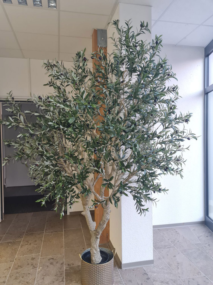 große thuja kaufen Jetzt Lebensbaum 'Smaragd' online kaufen bei Bohlken Pflanzenversand –  Bohlken Pflanzenversand GbR main image 1