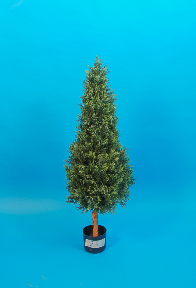 Thuja Pyramide 120cm